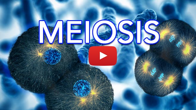 stages of meiosis cartoon